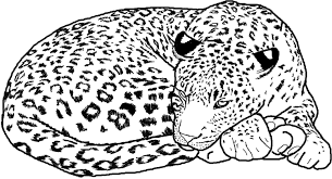 Snow leopard coloring pages for kids. Cheetah Coloring Pages Cheetah Coloring Page Coloring Pages For Kids Zoo Animal Coloring Pages