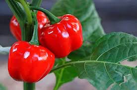 Learn how black pepper can be paired with different spices to create various flavors. 10 Best Peppers To Grow In Your Veggie Garden Birds And Blooms