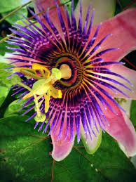 Passion Flower Passion Flower Flora Flowers Flower Photos