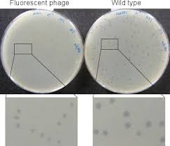 Calvas propias de cada bacteriófago. Following Cell Fate In E Coli After Infection By Phage Lambda Protocol Translated To Spanish