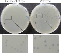 It was discovered by esther lederberg in 1950. Following Cell Fate In E Coli After Infection By Phage Lambda Protocol