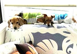 ９月１２日 火曜日 ＜お便り、犬舎の様子＞ | スネークウッドのブログ