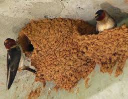 Birds That Make Mud Nests On Walls Pin Su Adobe Alternatives