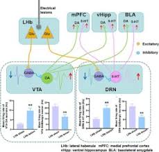 Lesions of the lateral habenula excite dopamine neurons in the ventral  tegmental area and serotonin neurons in the dorsal raphe nuclei in  hemiparkinsonian rats