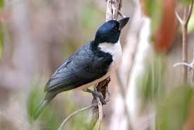 Image result for Vangueria vestita