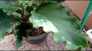 Check spelling or type a new query. 11 Tanaman Hias Daun Yang Paling Populer Bukareview