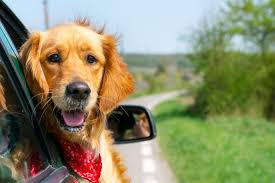 Have you moved since you got your dog? The Best Vehicles For Traveling With Dogs