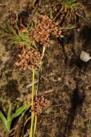 Image result for Fimbristylis complanata