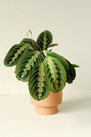Image result for Maranta