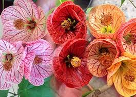 Image result for Abutilon sp.no.1