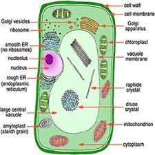 Plant cells have a cell wall, a large central vacuole, and plastids such as chloroplasts. Plant Cells Contain A Cell Wall Which Substance Is Present In The Cell Wall
