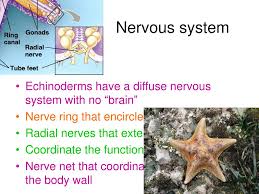 Ppt Phylum Echinodermata Powerpoint Presentation Free Download Id 1131931