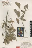 Image result for Cryptosepalum exfoliatum