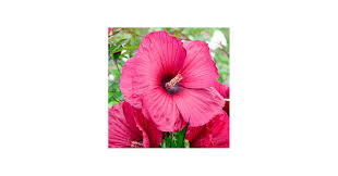 Image result for Hibiscus noldeae