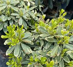 Image result for Pittosporaceae