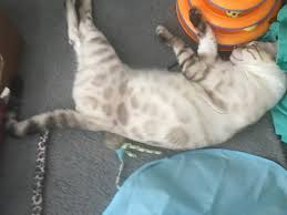 I have 3 bengal kittens that are tica registered that will be ready for forever homes for christmas. Exotic Bengals Of Green Registered Breeder Ohio Bengal Kittens For Sale