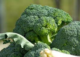 How to care for broccoli in your garden. Growing Broccoli Planting Growing And Harvesting Broccoli Plants The Old Farmer S Almanac