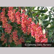 Image result for Berberis