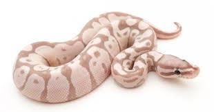 Axanthic Black And White Ball Python Axanthic Banana Ball Python Ball Python Pet Snake Cute Snake