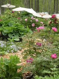 Tree Peonies In China Crickethillgarden