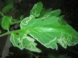 Basil leaves isolated on white watercolor illustration. White Lines On Tomato Leaves Vegetable Gardenerx