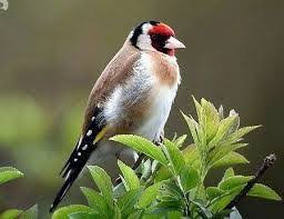 Turkiye Deki Puhu Kuslari Google Da Ara Chardonneret Oiseau Chardonneret Chardonneret Elegant