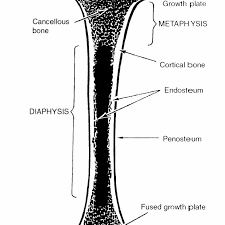 From wikimedia commons, the free media repository. 1 Schematic Drawing Of A Longitudinal Section Through A Long Bone Download Scientific Diagram