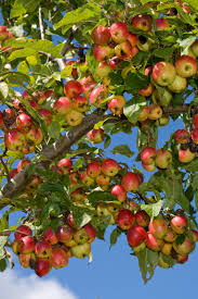 Your fruit tree stock images are ready. Fruit Tree Problems Why Fruit Stays Small Or Drops From Tree