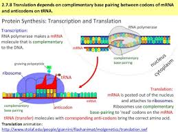 The structure and total synthesis of valinomycin. Ib Biology 2 7 Slides Transcription Translation