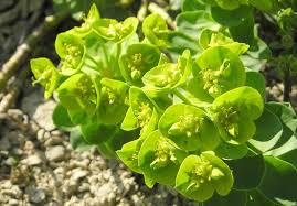 Image result for Euphorbia eylesii