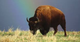 Image result for Sorghastrum fuscescens