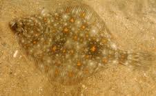 Image result for Pleioceras