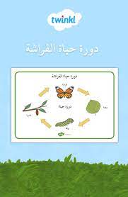 بساط مفردات دورة حياة الفراشة childrens learning photo frame wallpaper framed wallpaper