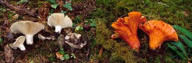 Image result for Russula perlactea