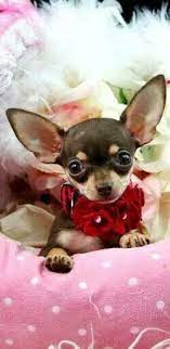 Bedanya, chihuahua punya bentuk wajah dan postur tubuh yang unik. Pin Oleh Danila Ferruzzi Di Chihuahua Binatang Lucu Teacup Chihuahua Anjing Chihuahua