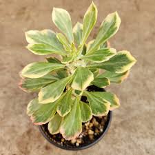 Image result for Monadenium filiforme
