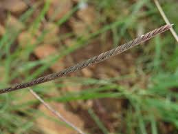 Image result for Microchloa