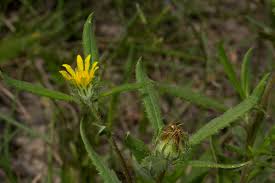 Image result for Hirpicium