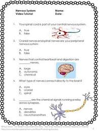 Free Download Human Body Nervous System Science Center Activities For Biology Nervous System Activities Human Body Nervous System Science Worksheets