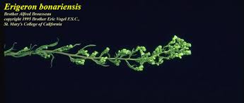 Image result for Erigeron bonariensis