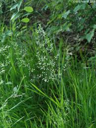 Image result for Agrostis pilgeriana
