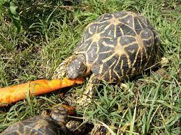 Indian Star Tortoise Care And Breeding Tips Reptiles Magazine