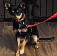 Meet beau, min pin dog for adoption in thurmont md. Dog For Adoption Topper A Miniature Pinscher Pomeranian Mix In Monroe Ga Petfinder