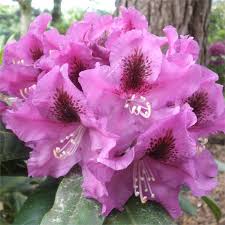 Rhododendron Rasputin On Lime Tolerant Rootstock Rhododendron Rasputin Flora