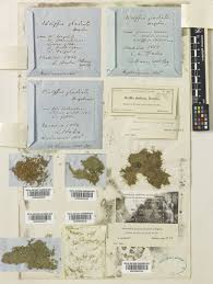 Image result for Wolffiella repanda