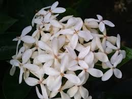 Image result for Ixora narcissodora