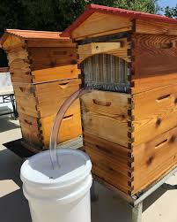 We did not find results for: Is The Flowhive Bad For Bees Beekeeping Like A Girl