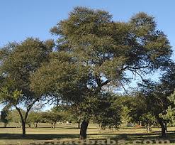 Image result for Acacia tenuispina