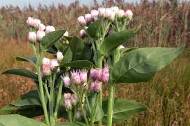 Image result for Pluchea bequaertii