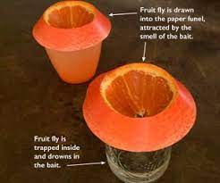 Cheap Efficient Easy And Cute Fruit Fly Trap Fruit Fly Trap Diy Fruit Fly Trap Fruit Flies